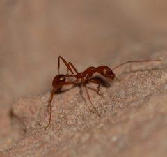 Aphaenogaster boulderensis