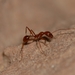 Boulder Collared Ant - Photo (c) Toby, some rights reserved (CC BY), uploaded by Toby