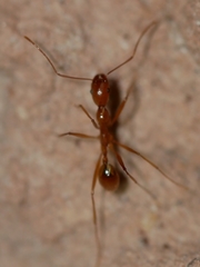 Aphaenogaster boulderensis