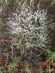 Thamnolia vermicularis