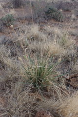 Fingerhuthia africana