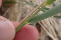 Fingerhuthia africana