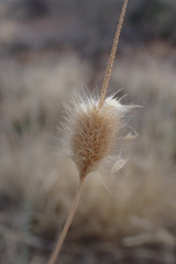 Fingerhuthia africana