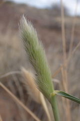 Fingerhuthia africana