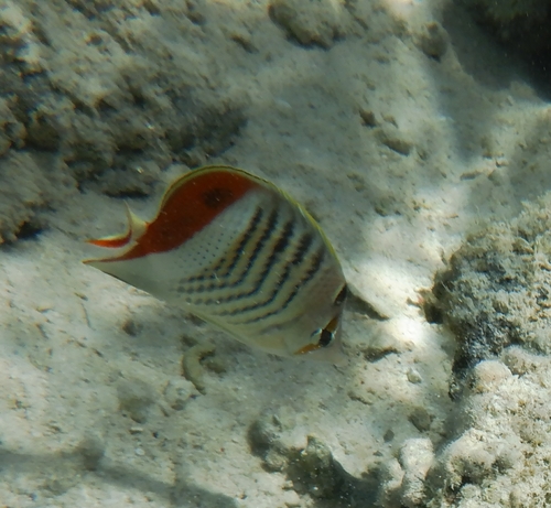 Photo of Meagre Butterflyfish (Chaetodon paucifasciatus)