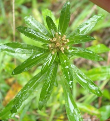 Gamochaeta simplicicaulis