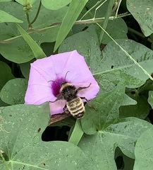 Bombus pensylvanicus