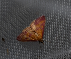 Pyrausta laticlavia