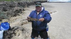 Haploblepharus fuscus