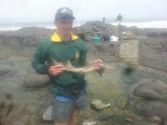 Triakis megalopterus