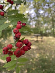 Sorbus aucuparia