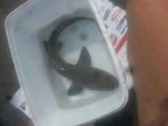 Triakis megalopterus