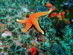 Fromia schultzei