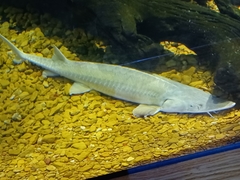 Scaphirhynchus platorynchus