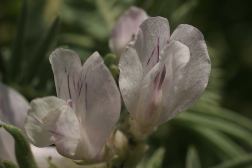 Silvery vetch (Vicia argentea)