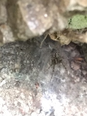 Textrix denticulata