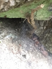 Textrix denticulata
