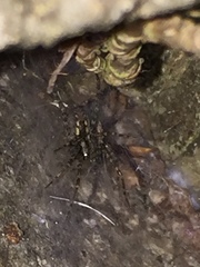 Textrix denticulata
