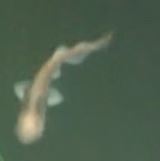 Apristurus brunneus