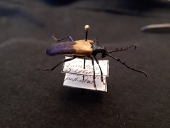 Desmocerus palliatus