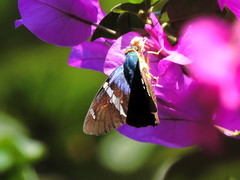 Astraptes fulgerator azul