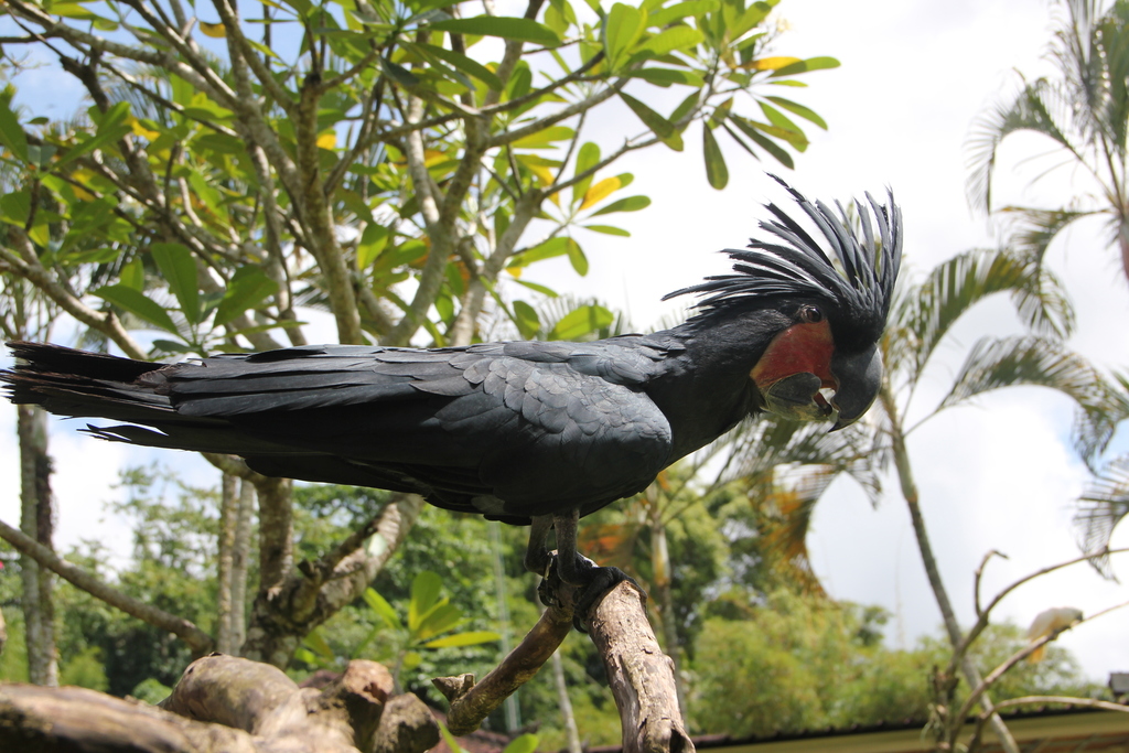Palm Cockatoos