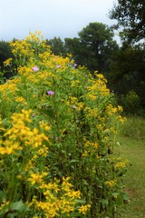 Verbesina occidentalis