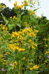 Verbesina occidentalis