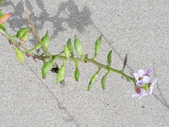 Cakile maritima maritima