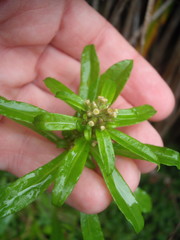 Gamochaeta simplicicaulis