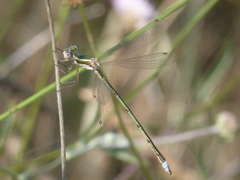 Lestes virens virens