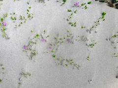Abronia umbellata breviflora
