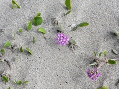 Abronia umbellata breviflora