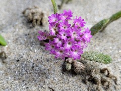 Abronia umbellata breviflora
