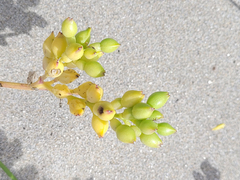 Cakile edentula edentula