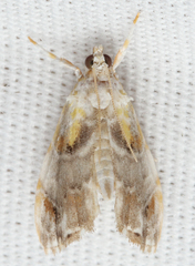 Glaphyria basiflavalis