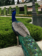 Pavo cristatus