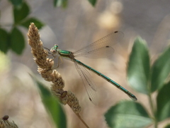 Lestes virens virens