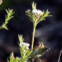 Diosma aspalathoides