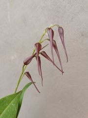 Pleurothallis phalangifera