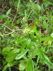 Gamochaeta simplicicaulis