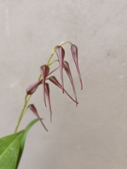 Pleurothallis phalangifera