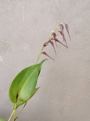 Pleurothallis phalangifera