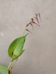 Pleurothallis phalangifera