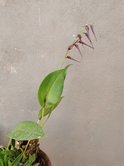 Pleurothallis phalangifera