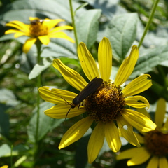 Cisseps fulvicollis