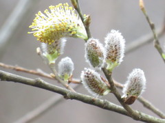 Salix
