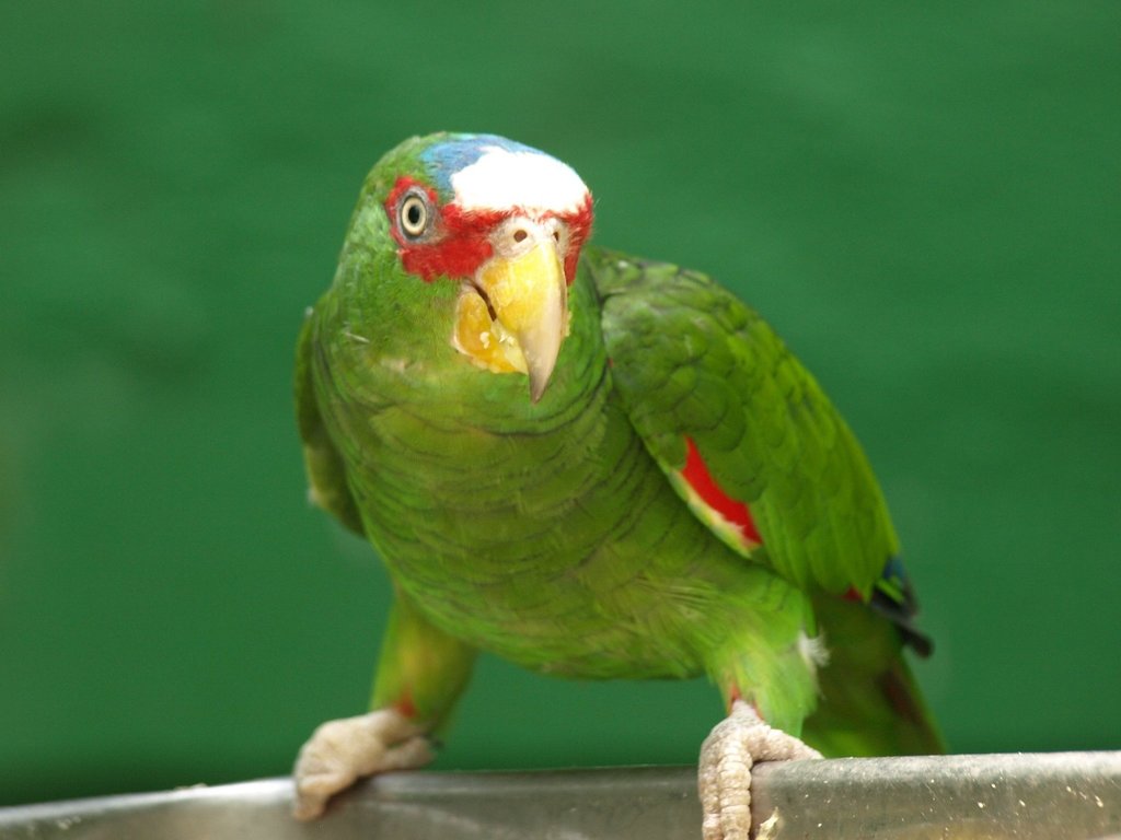 White-fronted Amazon