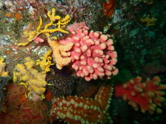 Stylaster nobilis