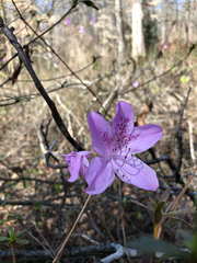 Rhododendron mucronulatum